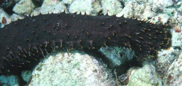 Holothuria flavomaculata